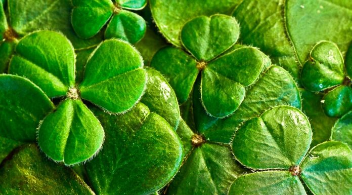 St Patrick’s Day Celebrations Around the World