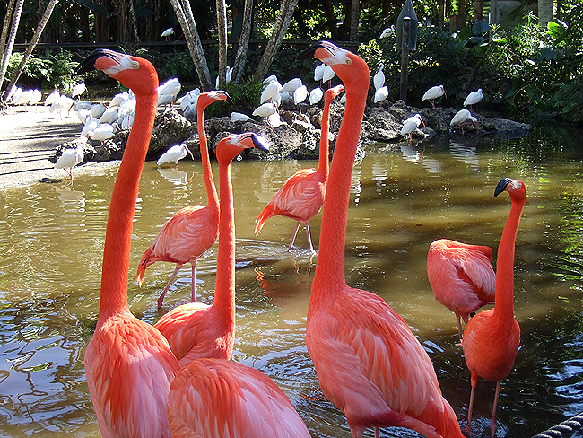 flamingo_garden