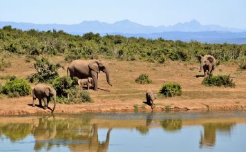 The Dos and Don’ts of Booking a Safari in Kenya