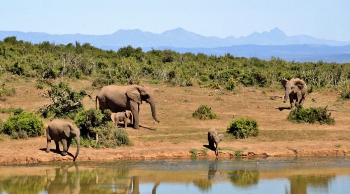 The Dos and Don’ts of Booking a Safari in Kenya