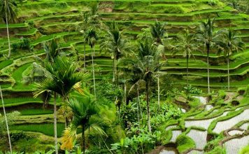 Bali Ubud Tips
